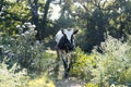 Young Corriente cow on Texas farm