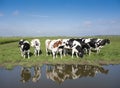 Young spotted cows in dutch meadow near amersfoort in holland Royalty Free Stock Photo