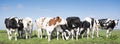 young spotted cows in dutch meadow near amersfoort in holland Royalty Free Stock Photo