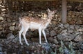 Young spotted deer