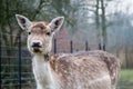 A young spotted deer close up