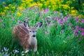 Young spotted deer in meadow of flowers