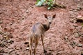 A young spotted deer, looking back with an inquisitive expression while standing on the earthy forest floor. Royalty Free Stock Photo