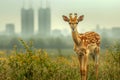 Young Spotted Deer Standing in Lush Green Meadow with Yellow Flowers and Hazy Cityscape Background Royalty Free Stock Photo