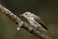 Young spotted flycatcher (Muscicapa striata) with worm Royalty Free Stock Photo