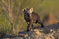 A young Spotted Hyena cub standing on top of a termite mound and looking. Royalty Free Stock Photo