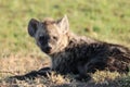 Young spotted hyena face closeup, looking at the camera.