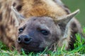 Young Spotted hyena resting at the entrance to the den in the Kruger Park