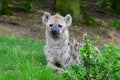 Young spotted hyena