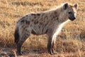 Young spotted hyena standing in the african savannah.