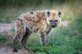 Young Spotted Hyena standing and looking into the camera. Royalty Free Stock Photo