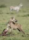 A young Spotted Hyena with a wildebeest skull, Tanzania