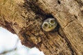 Young Spotted owlet