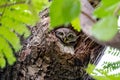 Young Spotted owlet Athene brama come out to see us Royalty Free Stock Photo