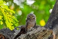 The young spotted Owlet on branch in nature Royalty Free Stock Photo