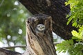 Spotted owlet Royalty Free Stock Photo