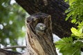 Spotted owlet Royalty Free Stock Photo