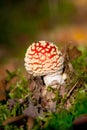 Young spotted toadstool