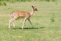 A young spotted white-tailed deer walks through a field in summer Royalty Free Stock Photo