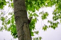 Young spotted woodpecker Dendrocopos major