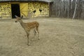 Young spotty deer in national park