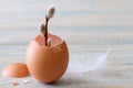 Young sprig of catkins growing in eggshell on light wooden background, easter symbol of life