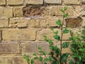 Young sprig of elm `Ulmus minor` with green foliage against a yellow-brown brick wall