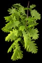 Young sprig of oak with leaves, isolated on black background