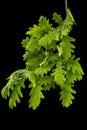 Young sprig of oak with leaves, isolated on black background