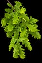 Young sprig of oak with leaves, isolated on black background