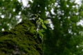 Young sprig on an old mossy trunk