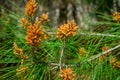 Young sprig of pine. bloom sprout. needles. spring. texture