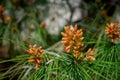 Young sprig of pine. bloom sprout. needles. spring. texture