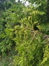 A young sprig of pine with a small lump removed macro shooting