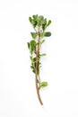 A young sprig of purslane on white background.