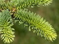 A young sprig of spruce with bright green needles. Close up