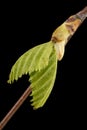 Young sprigs of birch with leaves, on black background