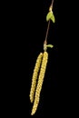 Young sprigs of birch with leaves and earrings, on black background