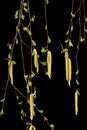 Young sprigs of birch with leaves and earrings, on black background