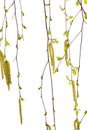 Young sprigs of birch with leaves and earrings, on white background