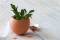 Young sprigs of boxwood growing in eggshell on light wooden background, easter symbol of life