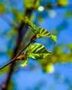 Leaves of birch in forest. young birch Leaves on a branch. Spring Tree. Royalty Free Stock Photo