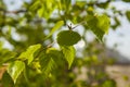 Young spring birch leaves Royalty Free Stock Photo