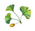 Watercolor botanical illustration of Ginkgo biloba leaf. Royalty Free Stock Photo