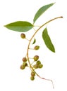 Young spring branch of spirea