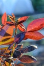 Young spring branches of roses are dark red.