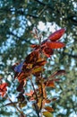 Young spring branches of roses are dark red.