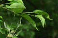 Young spring developing leaves of Japanese Flowering Crabapple, also known as Japanese Crab or Purple Chokeberry