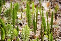 Young Spring Equisetum