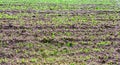 Young spring field with sprouts of corn. Nature close up background.  Winter wheats growths in fertile soil at warm autumn morning Royalty Free Stock Photo